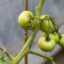 Plant support – fastening – steel garden stake with PE coating, bamboo-shaped 90 cm × 8 mm 720418 Bioogrod