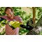 Pruner 18V OLP1832B 5133002842 RYOBI