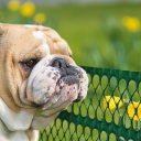 PET FLORET 0,4x5m, roheline, Dekoratiivne taraekraan 1A120328