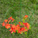 Garden plant support rings, 3 rings 0.75m BIOOGROD 721307, 75 cm height, 27.5 cm width