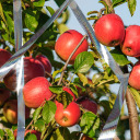 Putnu atbaidītājs - atstarojoša lente, 80 m BIOOGROD 731024 80000 cm x 0.1 cm x 4.8 cm