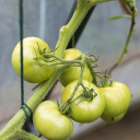 Green cotton twine 55m / 100g BIOOGROD 710008