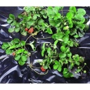 Must polüetüleenkile BLACK COVER 1,40 x 10m 1A130301