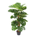 Zaļ&scaron; augs MONSTERA, H105cm 86923 Allit